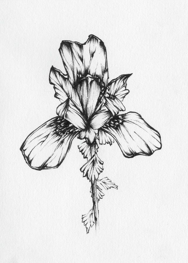 Black Ink Iris Tattoo Design