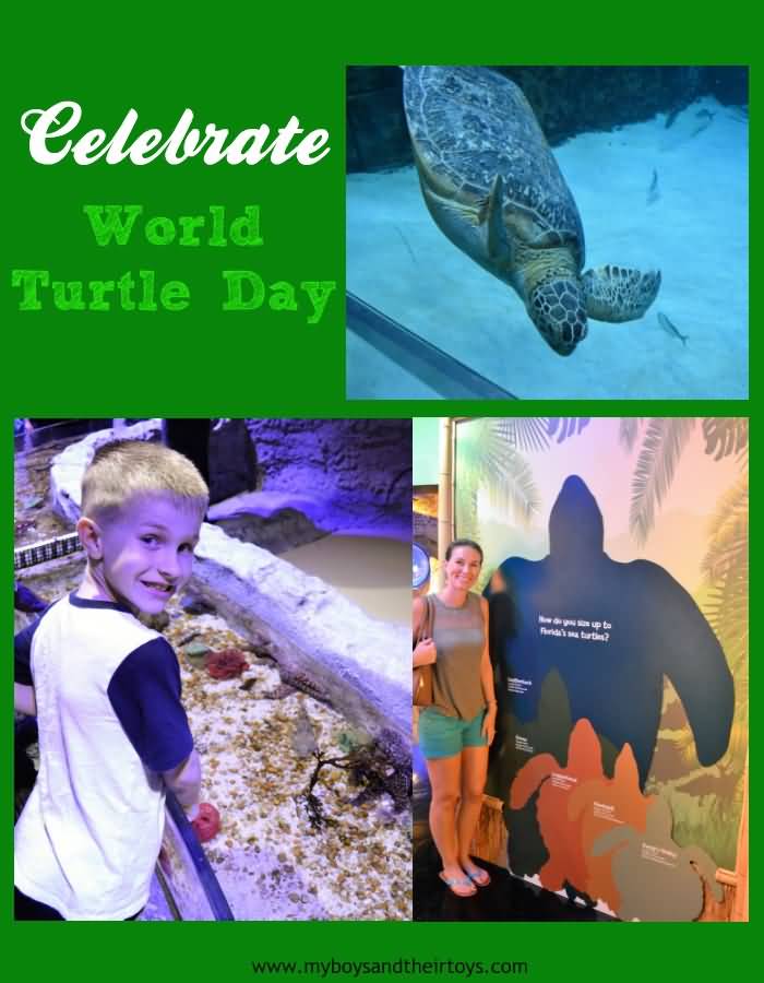 Celebrate World Turtle Day Card