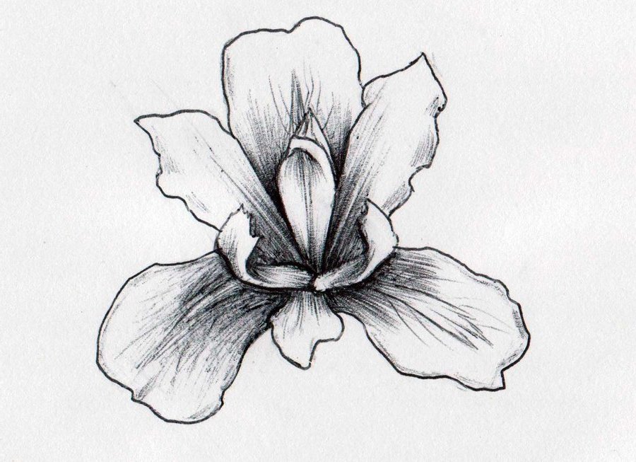 Cool Black Ink Iris Flower Tattoo Design