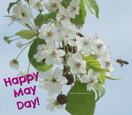 Happy May Day Flowers Photo