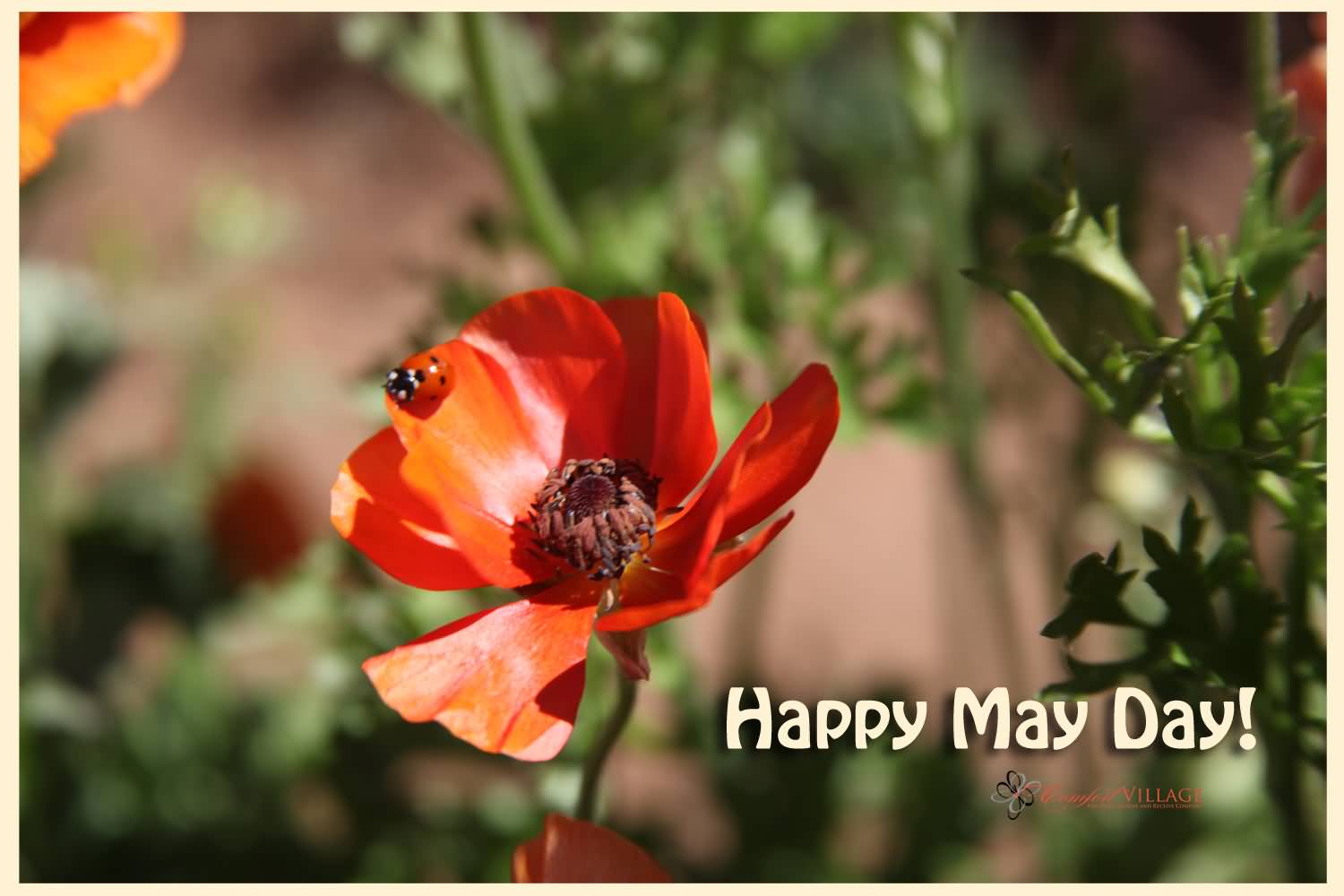 Happy May Day Spring Flower Picture