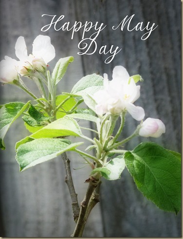 Happy May Day White Flower Picture