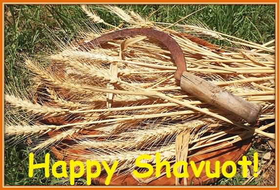 Happy Shavuot Wheat Crop And Sickle