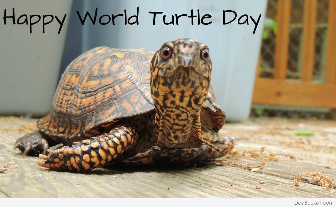 Happy World Turtle Day 2017