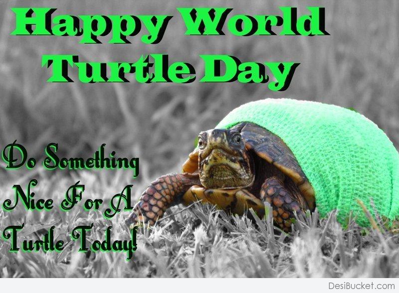 Happy World Turtle Day Do Something Nice For A Turtle Today