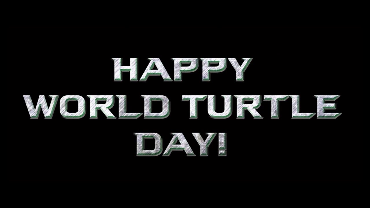 Happy World Turtle Day Image