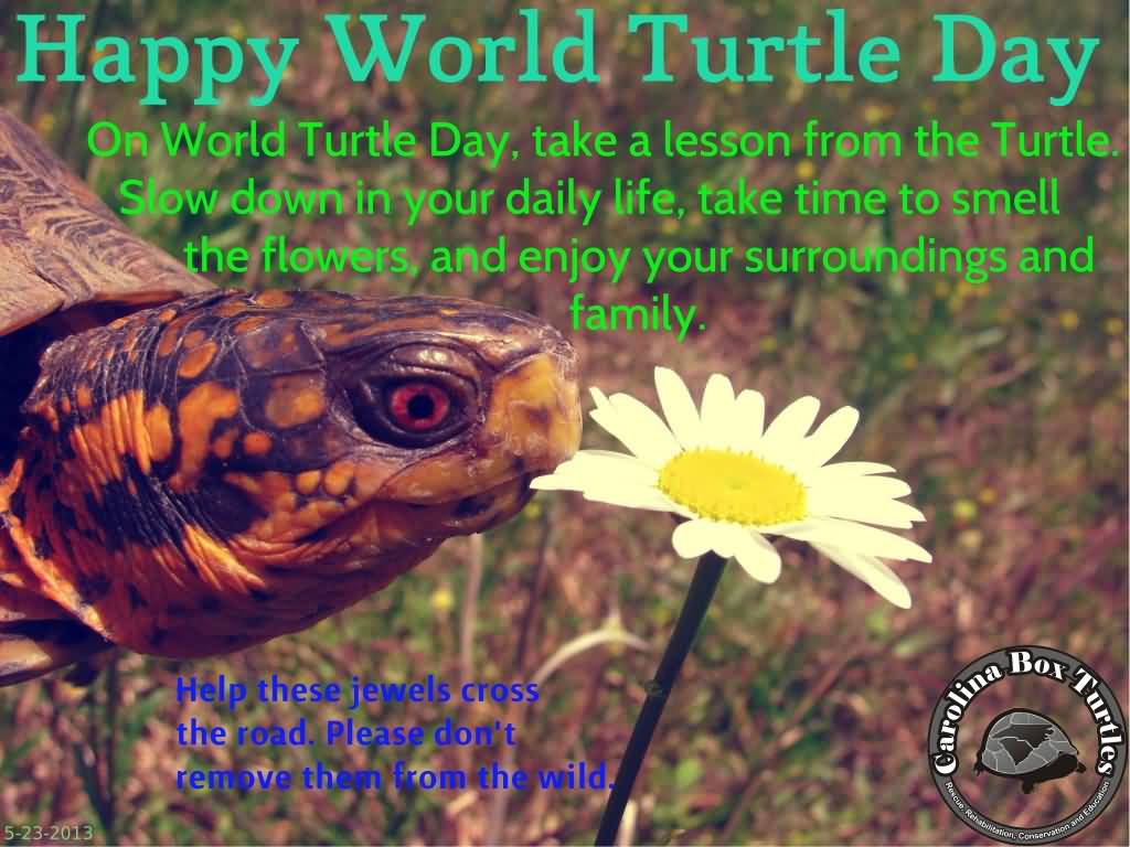 Happy World Turtle Day On World Turtle Day, Take A Lesson From The Turtle