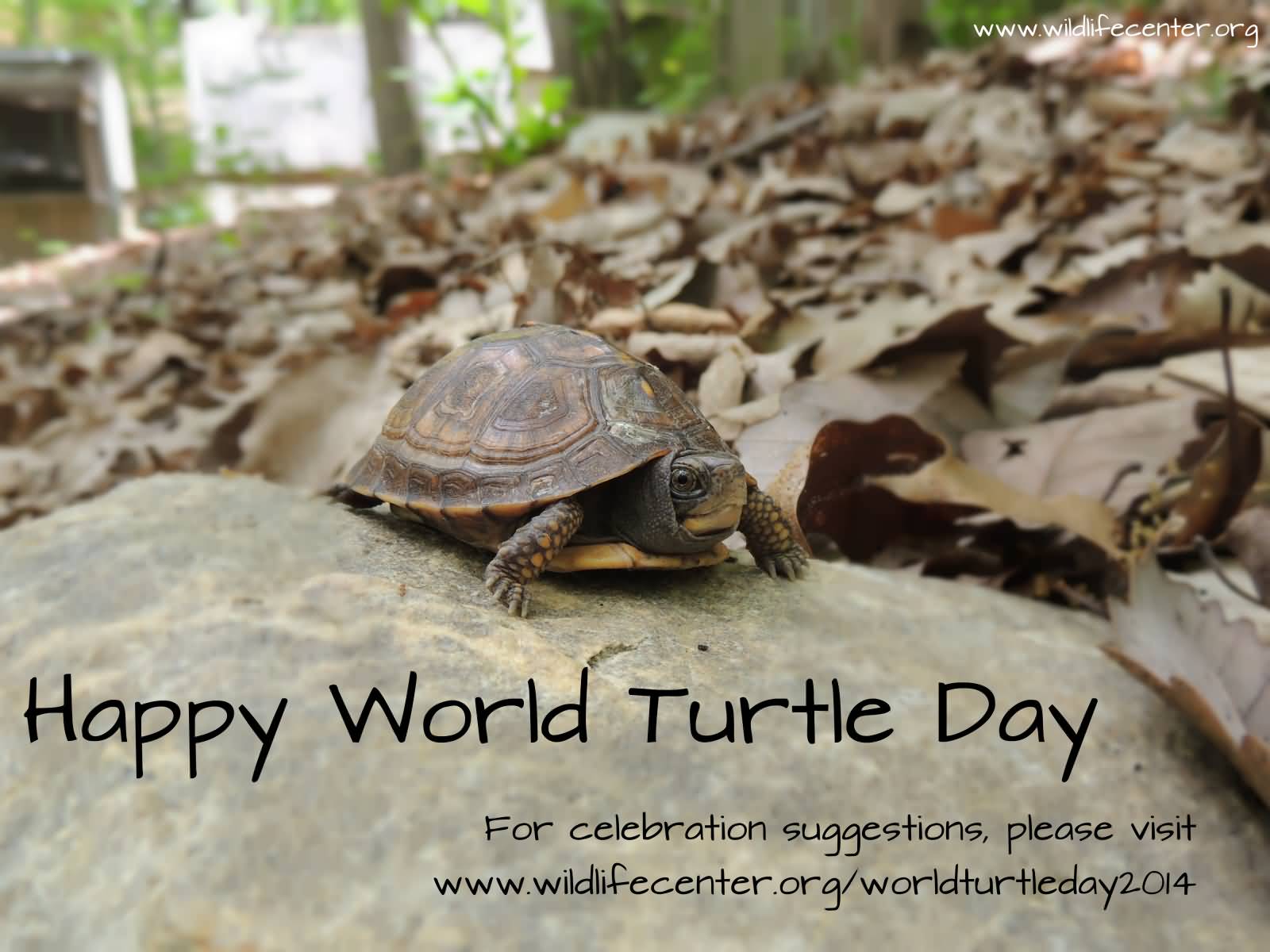Happy World Turtle Day Picture