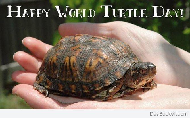Happy World Turtle Day Turtle In Hands