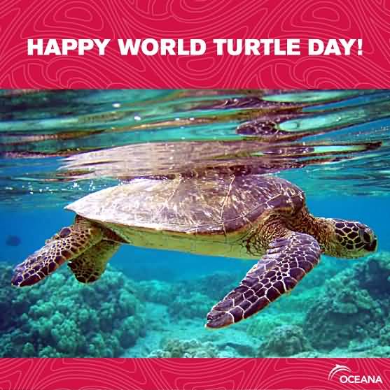 Happy World Turtle Day Turtle Under Water