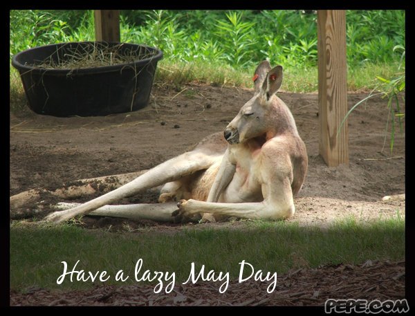 Have A Lazy May Day Lazy Kangaroo