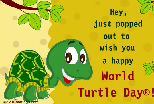 Hey Just Popped Out To Wish You A Happy World Turtle Day Card