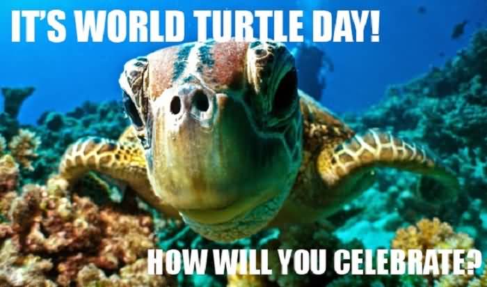 It's World Turtle Day How Will You Celebrate