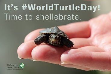 It's World Turtle Day Time To Shellebrate