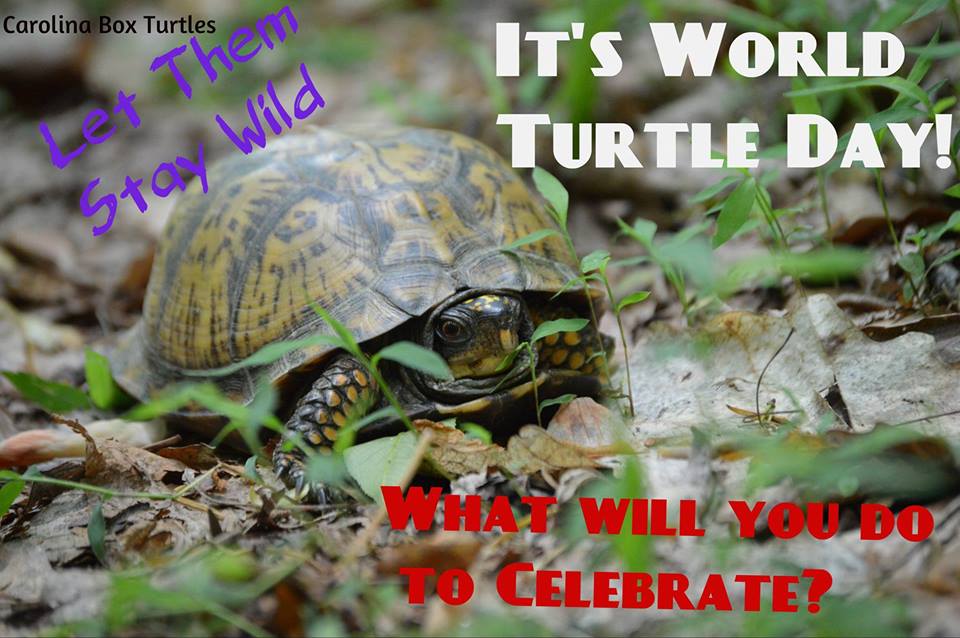 Let Them Story Wild It's World Turtle Day What Will You Do To Celebrate