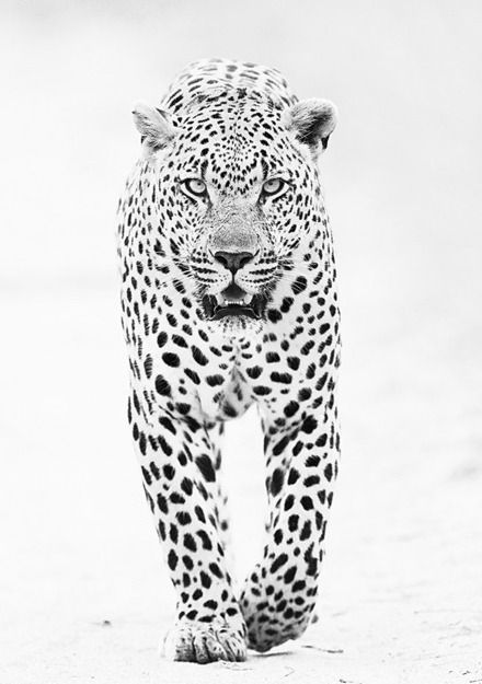 Realistic Black And Grey Jaguar Tattoo Design
