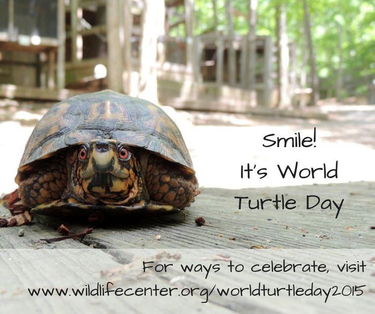 Smile It’s World Turtle Day