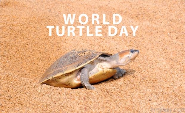 World Turtle Day 2018