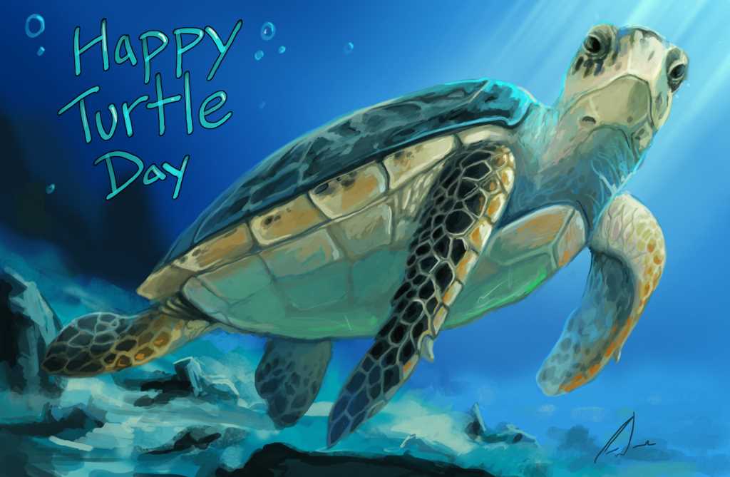 World Turtle Day Adorable Picture Of Turtle