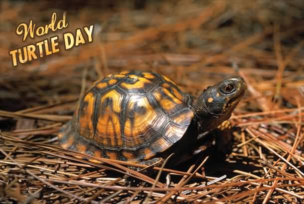 World Turtle Day Cute Turtle Picture