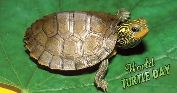 World Turtle Day Cute Turtle