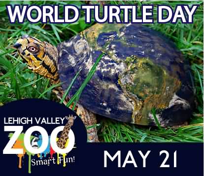 World Turtle Day May 21