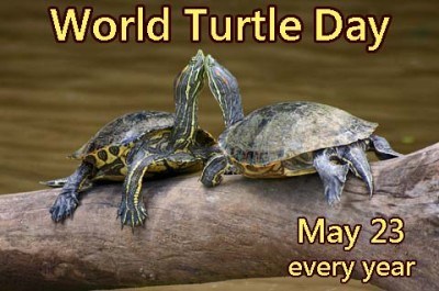 World Turtle Day May 23 Every Year