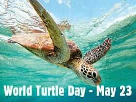 World Turtle Day May 23
