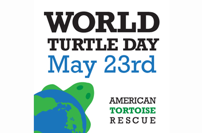 World Turtle Day May 23rd Card