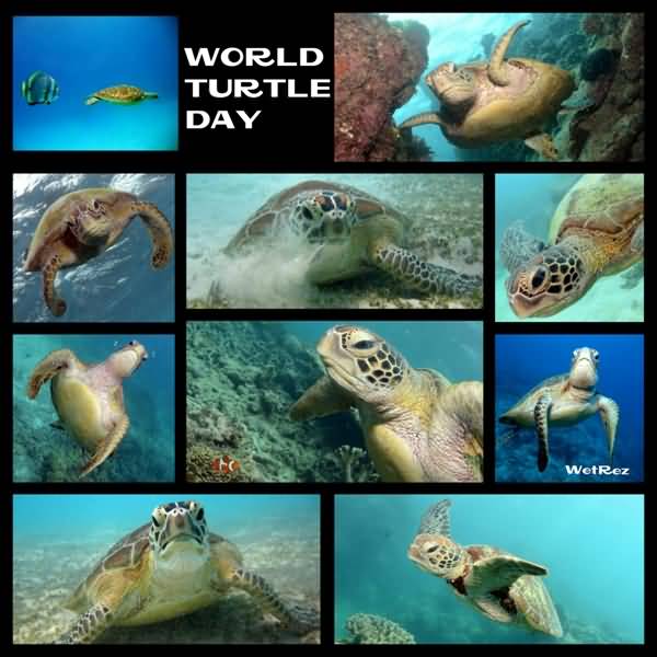 World Turtle Day Picture Collage