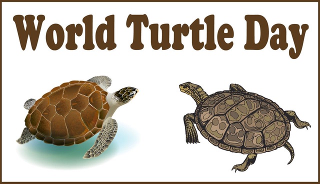 World Turtle Day Species Of Turtles