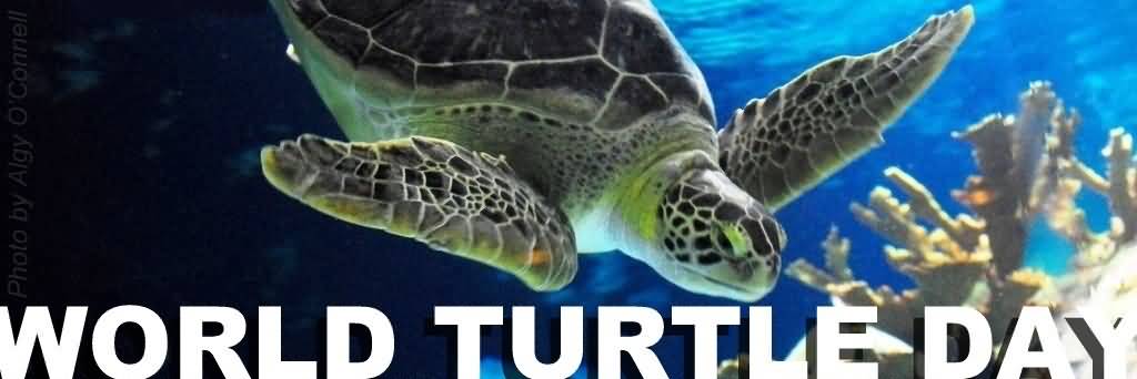 World Turtle Day Turtle Under Water
