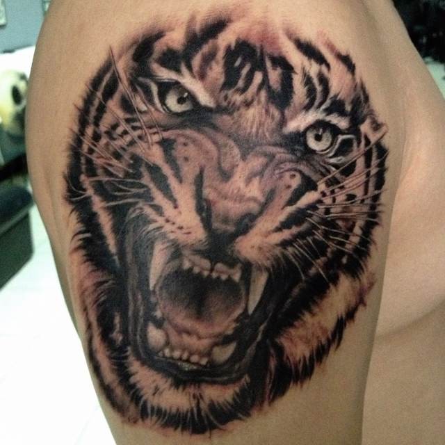 Angry Grey and Black Tiger Head Tattoo On Man Right Shoulder