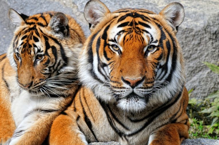 Beautiful Tigers Sitting - International Tiger Day
