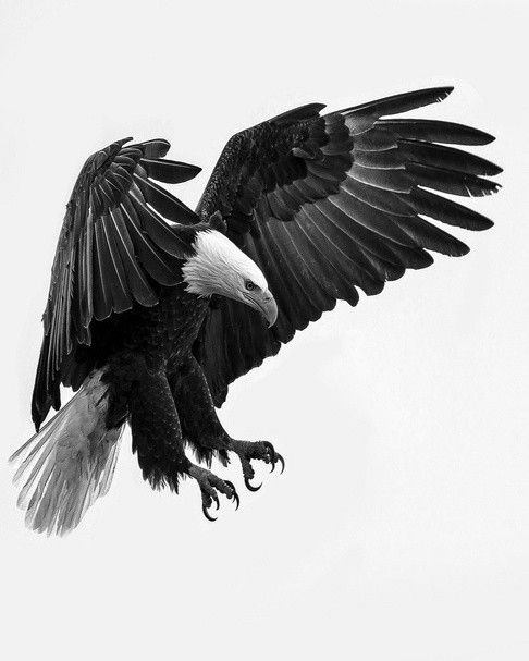 Black And White Open Wings Flying Eagle Tattoo Design