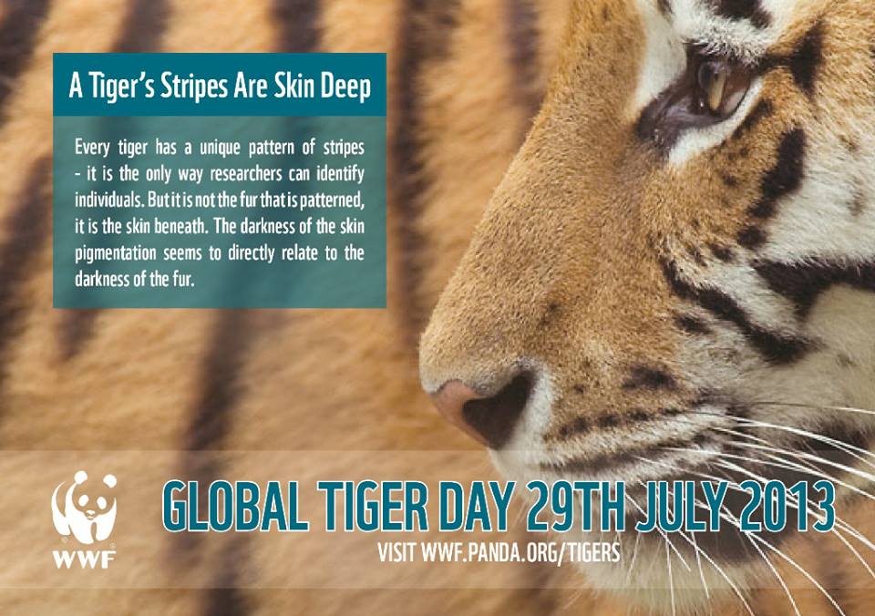 Global International Tiger Day To Save Tigers