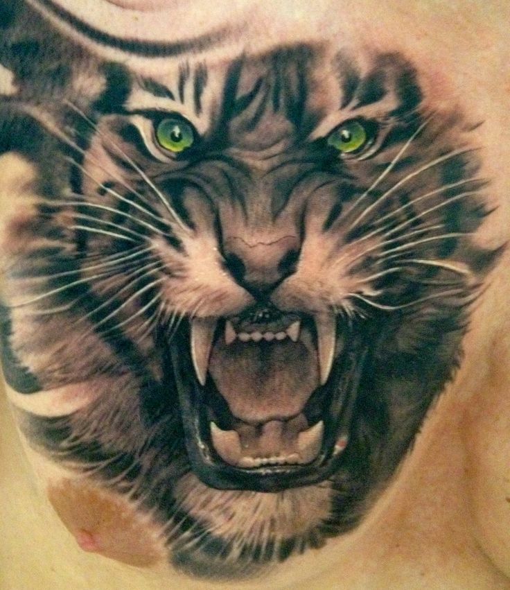 Grey Ink Angry Tiger Face Tattoo On Man Chest