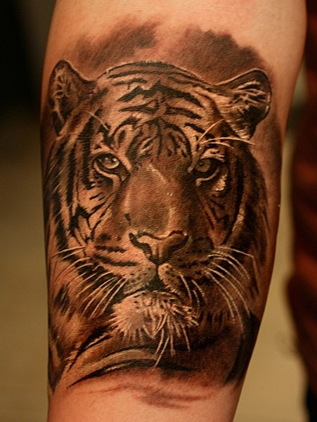 Grey Ink Tiger Head Tattoo On Right Forearm