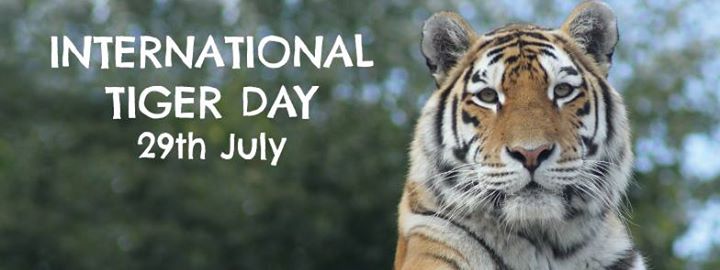 Happy International Tiger Day July 29th
