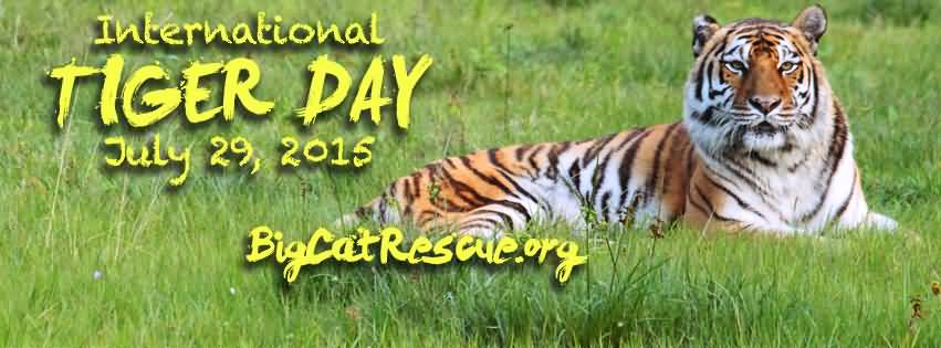 International Tiger Day 29 July