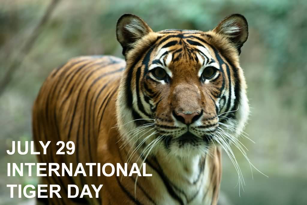 International Tiger Day July 29