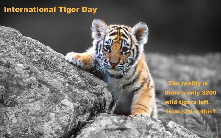 International Tiger Day To Save Tigers