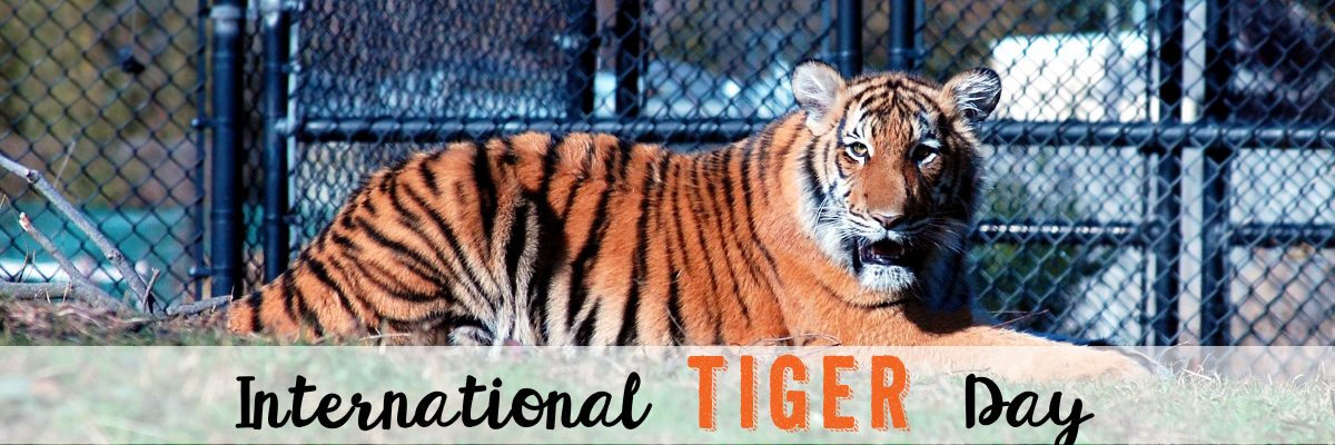 International Tiger Day Wishes Idea
