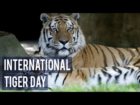 International Tiger Day Wishes Picture Idea