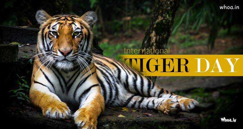 International Tiger Day Wishes Picture