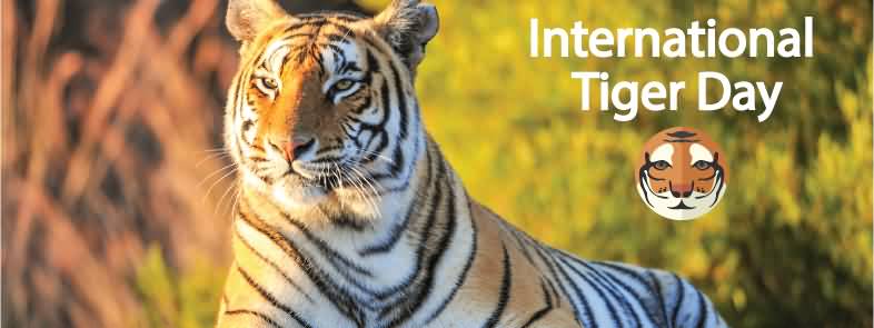 International Tiger Picture For Wishes