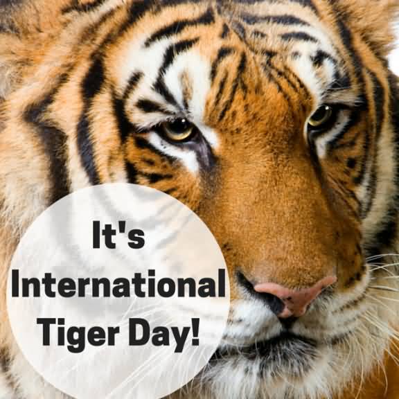It’s International Tiger Day Wishes Greeting