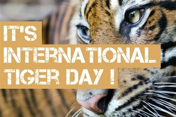 It’s International Tiger Day Wishes Picture