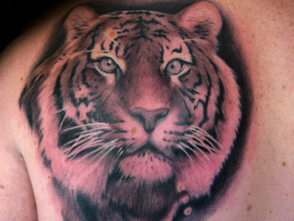 Left Back Shoulder Black And Grey Tiger Head Tattoo