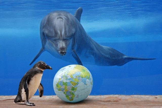 Penguin And Dolphin Seeing Earth to save Oceans - World Ocean Day